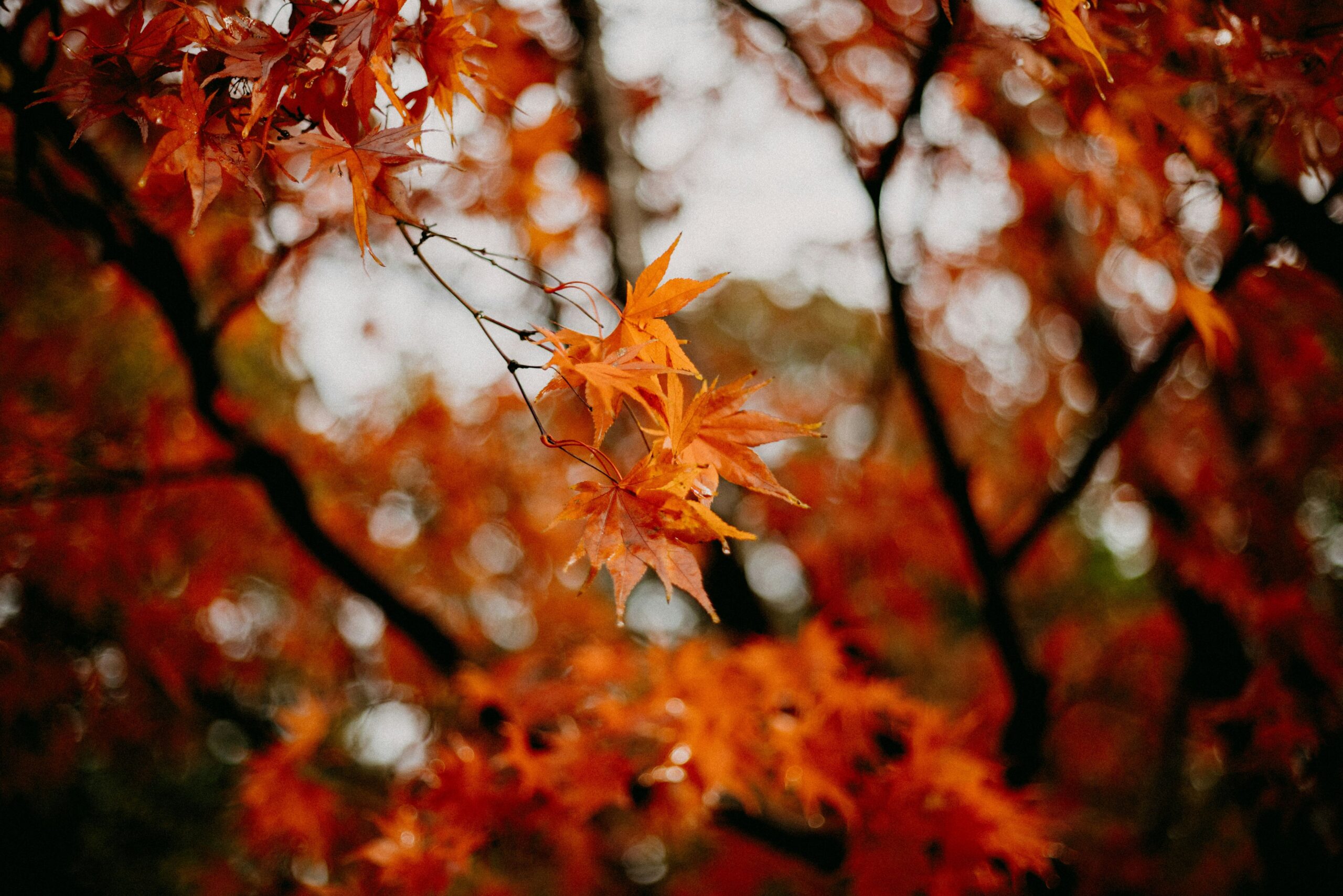 a featured image for a blog post about fall glow up