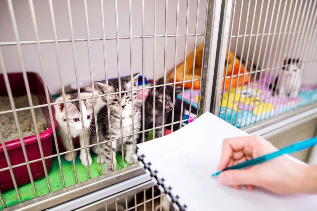 kittens in a shelter