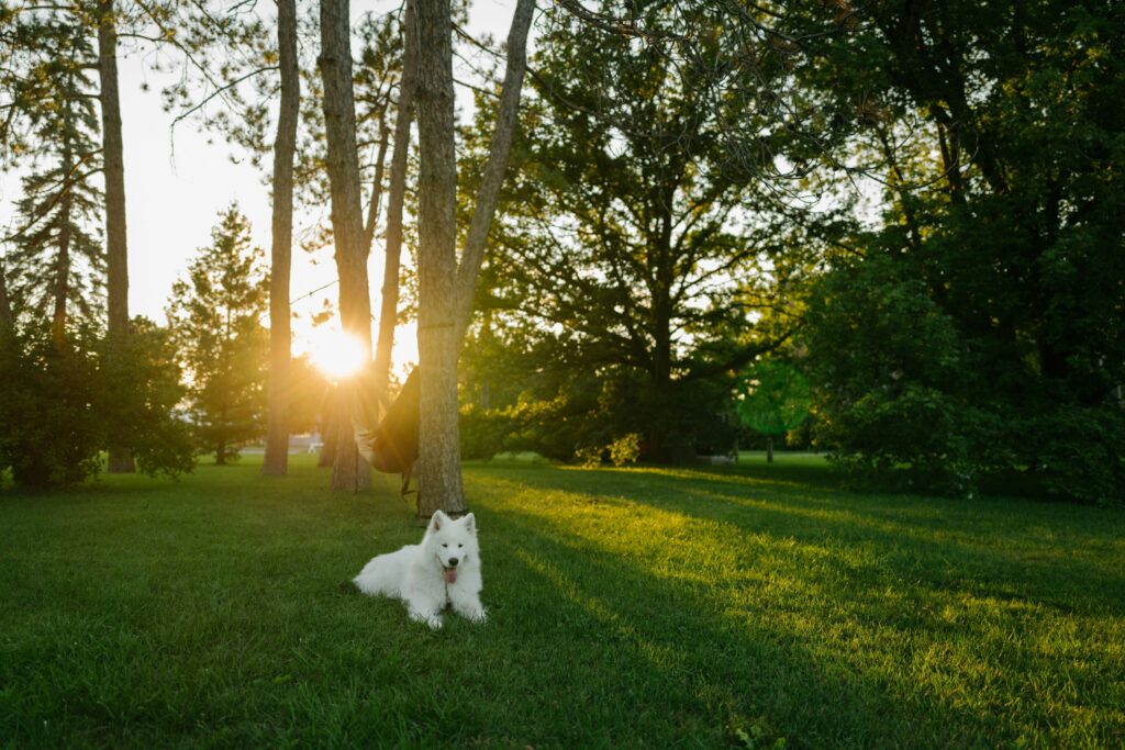 a dog in a dog park